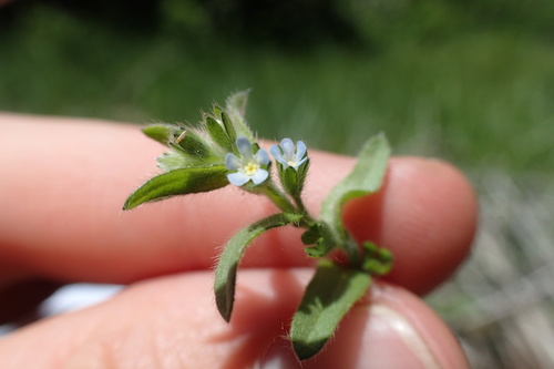 Image of Lappula redowskii by (c) Martin Purdy, some rights reserved (CC BY)