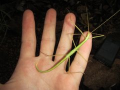 Austrosipyloidea carterus