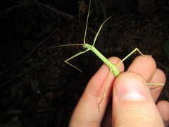 Austrosipyloidea carterus