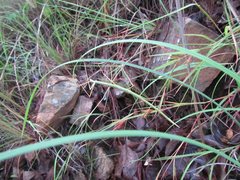 Austrosipyloidea carterus