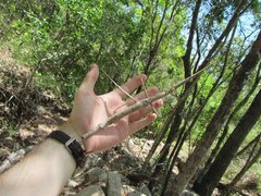 Acrophylla wuelfingi