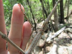 Acrophylla wuelfingi
