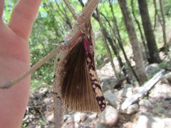 Acrophylla wuelfingi