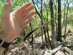 Acrophylla wuelfingi