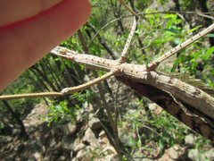 Acrophylla wuelfingi