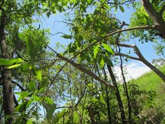 Acrophylla wuelfingi