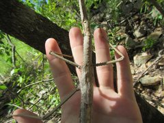 Acrophylla wuelfingi