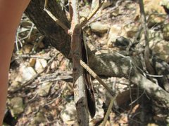 Acrophylla wuelfingi