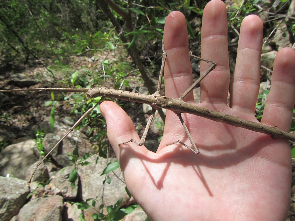 Anchiale albopunctata
