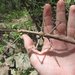 Strong Stick Insect - Photo (c) Matthew Connors, some rights reserved (CC BY-NC-SA), uploaded by Matthew Connors
