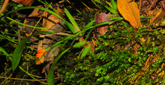 Isochilus aurantiacus