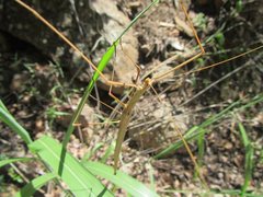 Austrosipyloidea carterus