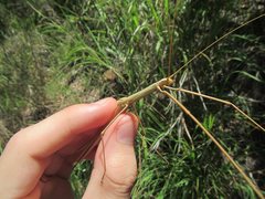 Austrosipyloidea carterus