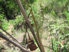 Austrosipyloidea carterus
