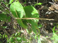 Austrosipyloidea carterus