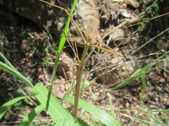 Austrosipyloidea carterus