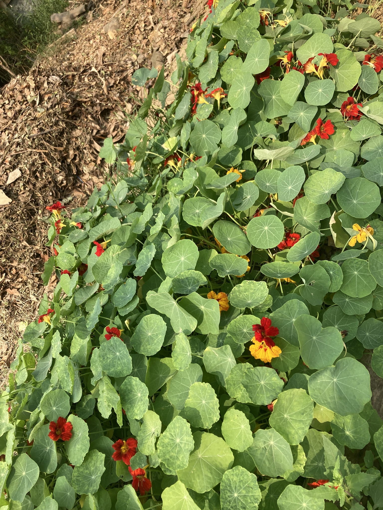 Tropaeolum majus