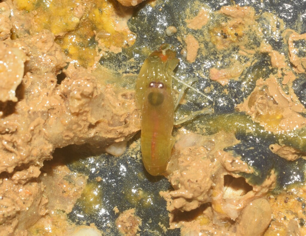 Synalpheus brevicarpus