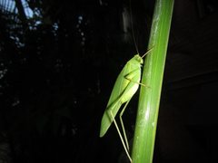 Caedicia pictipes