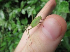 Caedicia pictipes