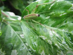 Caedicia pictipes