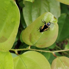 Hemithyrsocera vittata