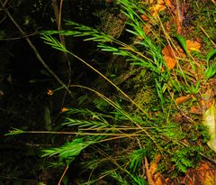 Isochilus aurantiacus
