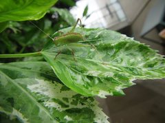Caedicia pictipes