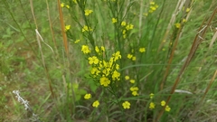 Linum medium texanum