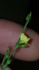 Linum medium texanum