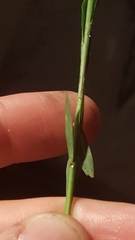 Linum medium texanum