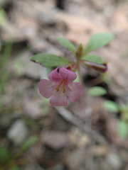 Diplacus torreyi