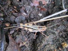 Macrocara conglobata