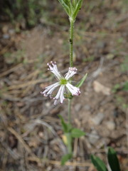Silene occidentalis