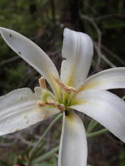 Lilium washingtonianum