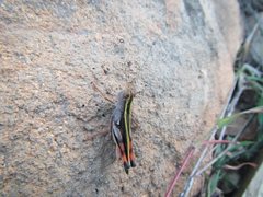 Macrocara conglobata