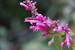 Salvia iodantha