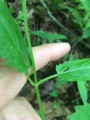 Stachys tenuifolia
