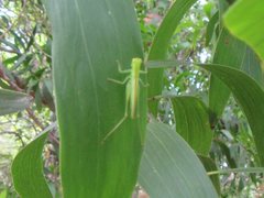 Austrophlugis debaari