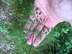 Thalictrum macrostylum