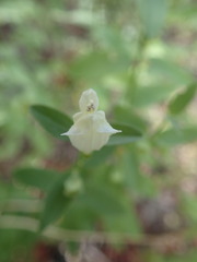 Scutellaria californica