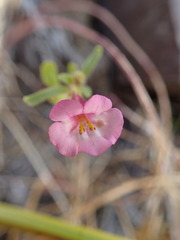 Diplacus torreyi