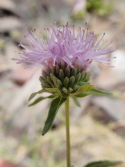 Monardella sheltonii