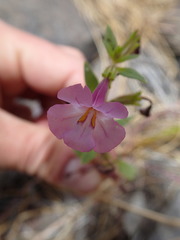 Diplacus torreyi