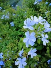 Plumbago auriculata