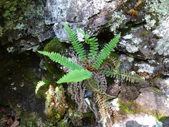 Dryopteris fragrans image