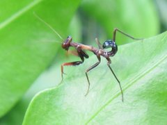 Sphodropoda quinquedens