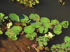 Ludwigia helminthorrhiza