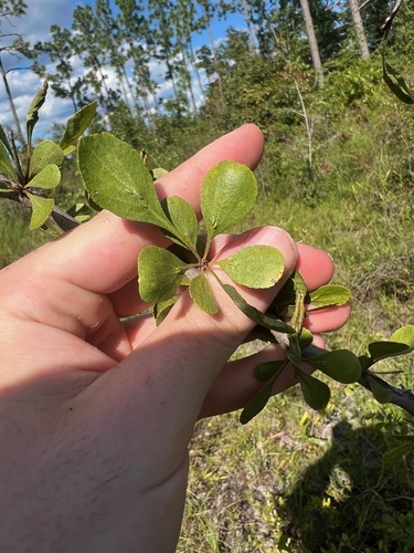 pensacola hawthorn (Crataegus lacrimata)