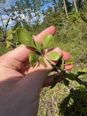 Crataegus lacrimata